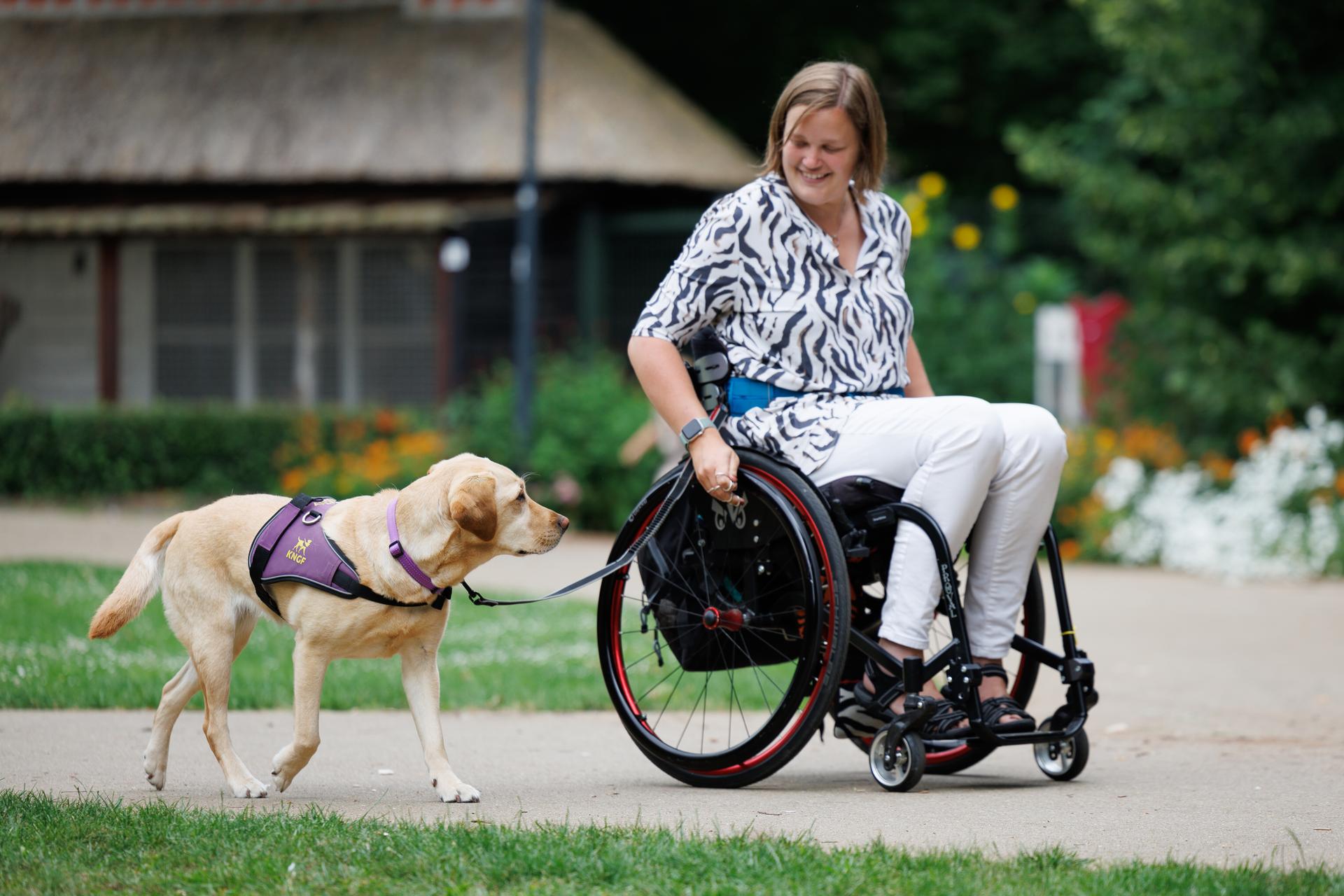 Assistentie hond bij rolstoel